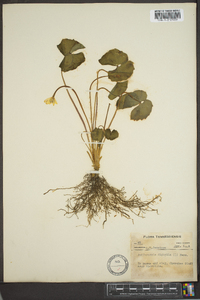 Jeffersonia diphylla image