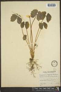 Jeffersonia diphylla image