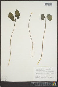 Jeffersonia diphylla image