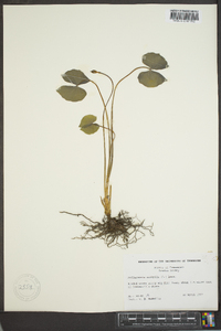 Jeffersonia diphylla image