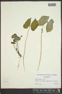 Jeffersonia diphylla image