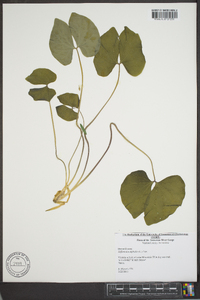 Jeffersonia diphylla image