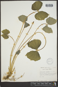 Jeffersonia diphylla image