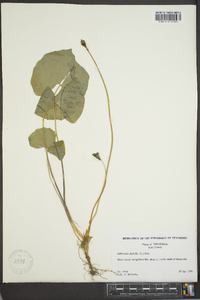 Jeffersonia diphylla image