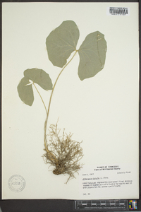 Jeffersonia diphylla image