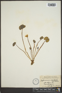 Jeffersonia diphylla image