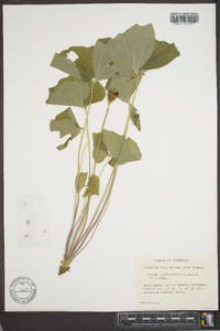 Jeffersonia diphylla image