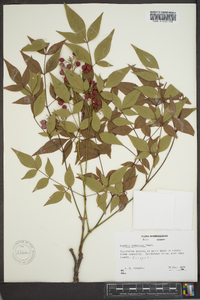 Nandina domestica image