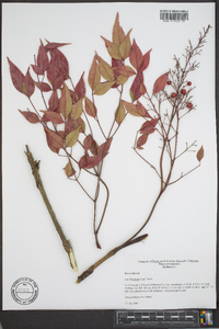 Nandina domestica image