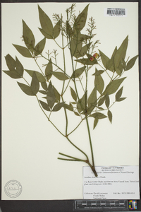 Nandina domestica image