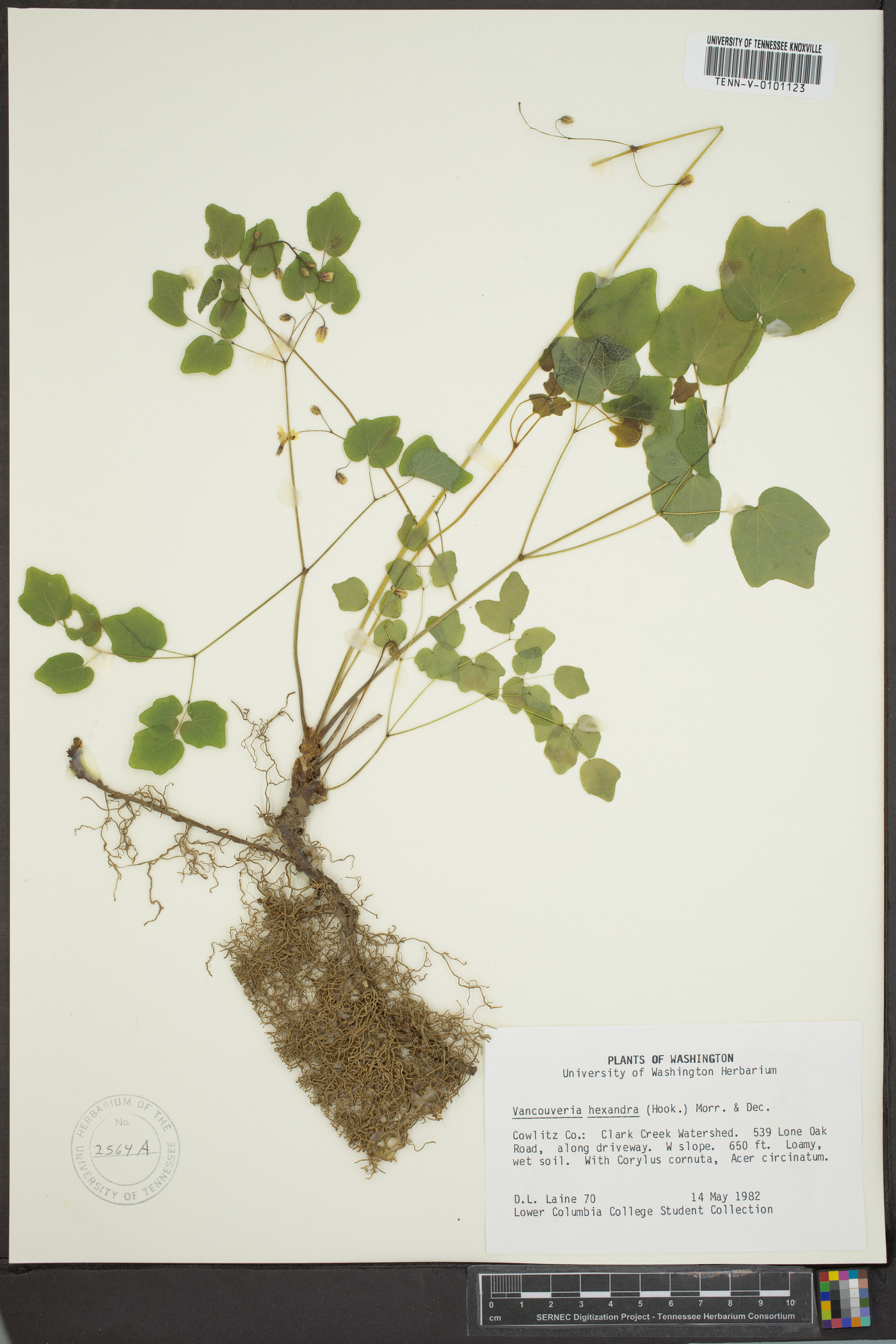 Vancouveria planipetala image