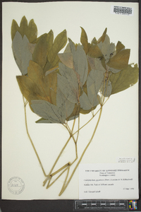 Caulophyllum giganteum image