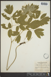 Caulophyllum thalictroides image