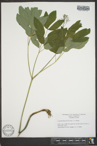 Caulophyllum thalictroides image