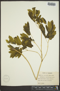 Caulophyllum thalictroides image