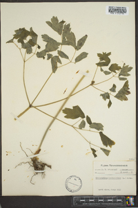 Caulophyllum thalictroides image