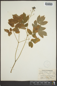 Caulophyllum thalictroides image