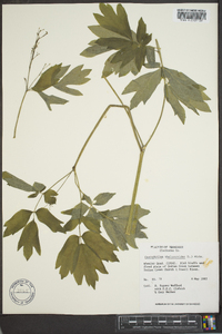 Caulophyllum thalictroides image