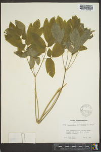 Caulophyllum thalictroides image