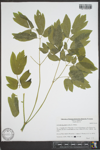 Caulophyllum thalictroides image