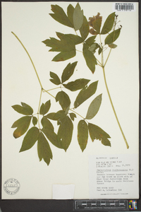 Caulophyllum thalictroides image