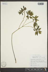 Caulophyllum thalictroides image