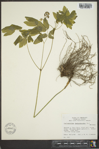 Caulophyllum thalictroides image