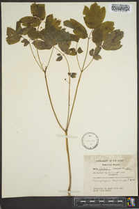 Caulophyllum thalictroides image