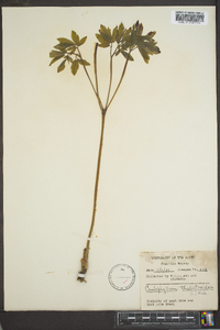 Caulophyllum thalictroides image