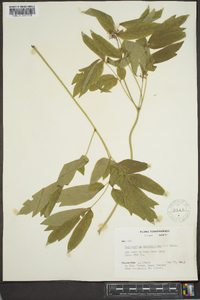 Caulophyllum thalictroides image