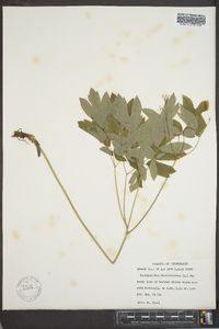 Caulophyllum thalictroides image