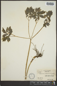 Caulophyllum thalictroides image