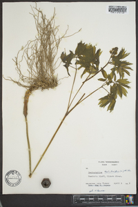 Caulophyllum thalictroides image