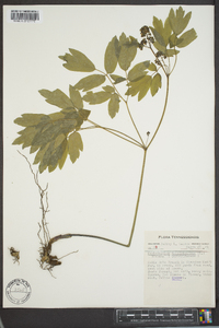 Caulophyllum thalictroides image