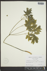 Caulophyllum thalictroides image