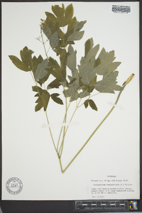 Caulophyllum thalictroides image