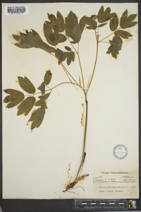 Caulophyllum thalictroides image