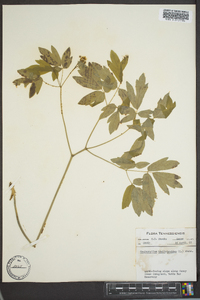 Caulophyllum thalictroides image