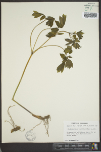 Caulophyllum thalictroides image