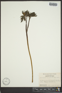 Caulophyllum thalictroides image