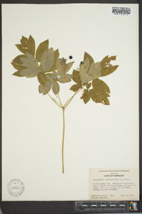 Caulophyllum thalictroides image