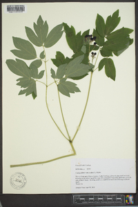 Caulophyllum thalictroides image