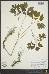 Caulophyllum thalictroides image