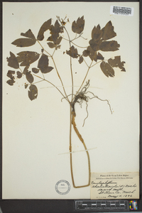 Caulophyllum thalictroides image