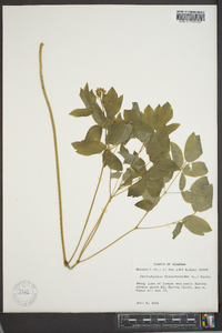 Caulophyllum thalictroides image