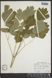 Caulophyllum thalictroides image