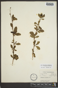 Berberis canadensis image