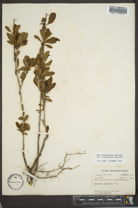 Berberis canadensis image