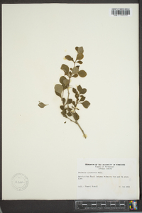 Berberis canadensis image