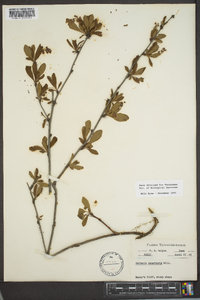 Berberis canadensis image